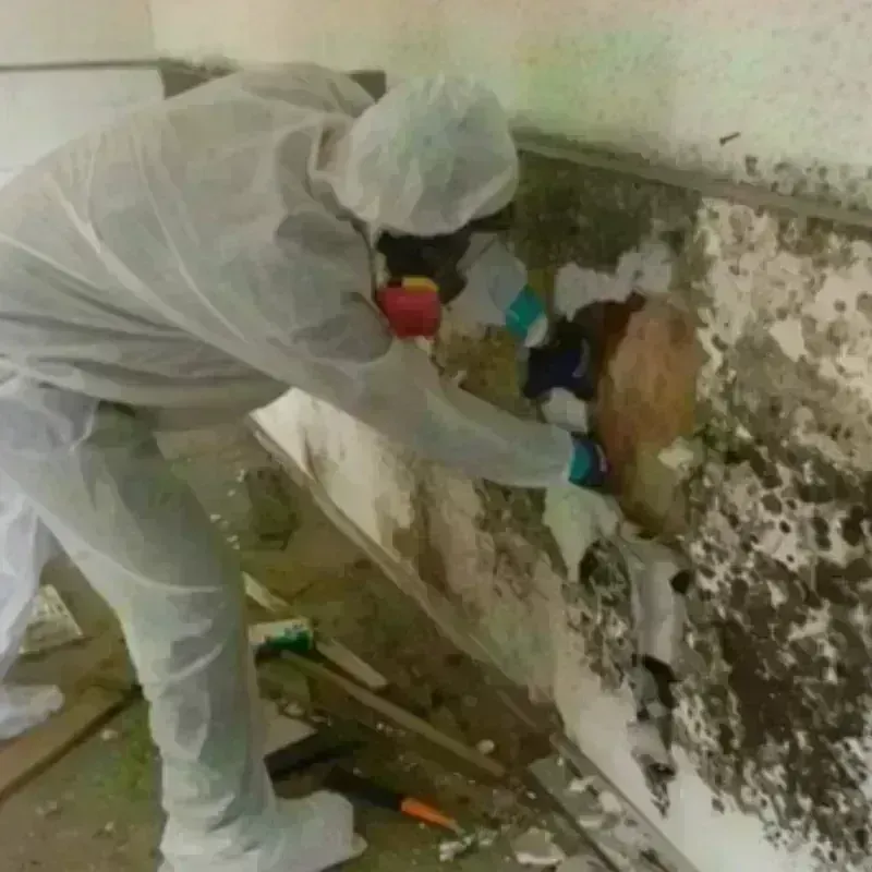 Mold Remediation and Removal in Paola, KS